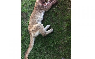 SOTG 406 – CSI Colorado- When Animals Attack