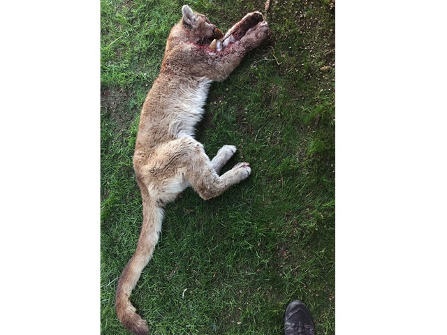 SOTG 406 – CSI Colorado- When Animals Attack