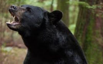 SOTG 573 – Bear Country Guns and The Crew Talks About Big Move