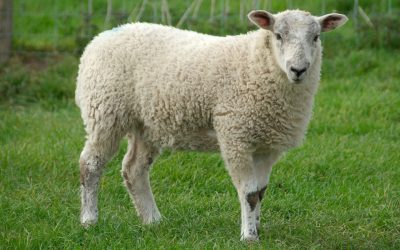 SOTG 679 – A Nation of Sheep