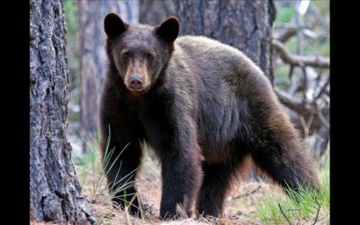 SOTG 755 – Bear Attacks 5 Year Old Girl