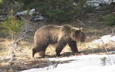 SOTG 787 – Bear Attack in Wyoming