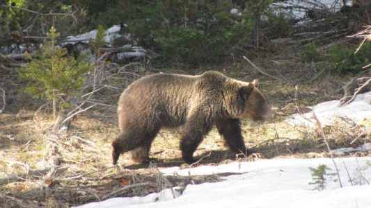 SOTG 787 - Bear Attack in Wyoming