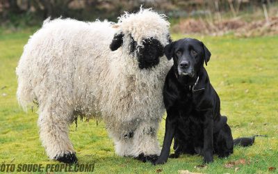 SOTG 821 – Sheepdogs & SD Constitutional Carry