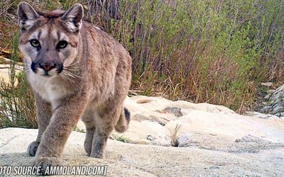 SOTG 825 – Weaponlights and Cougar Attacks