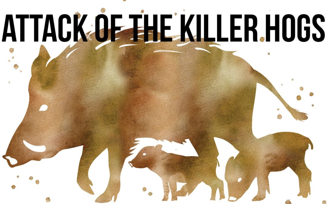 SOTG 905 – Attack of the Killer Hogs