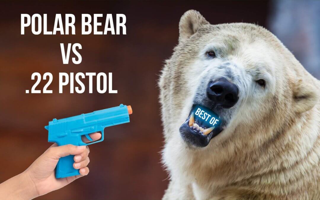 Polar Bear VS .22 Pistol [Best Of] | SOTG 977