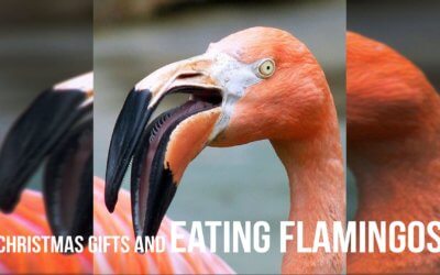 Christmas Gifts and Eating Flamingos | SOTG 1009