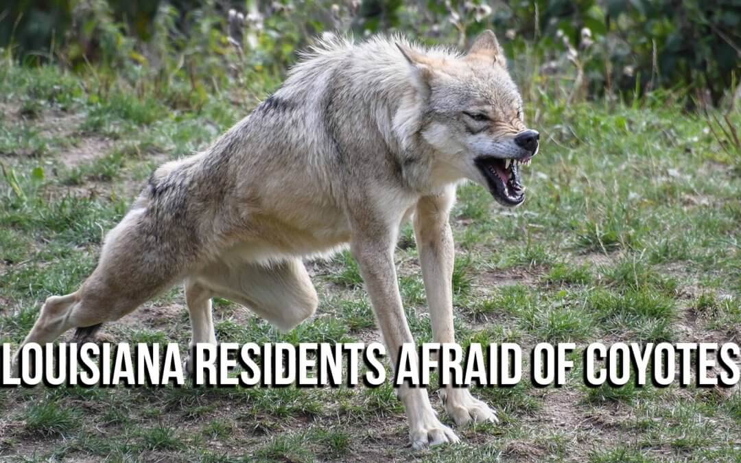 Louisiana Residents afraid of Coyotes | SOTG 1038