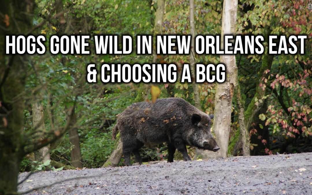 Hogs Gone Wild in New Orleans East & Choosing a BCG | SOTG 1109
